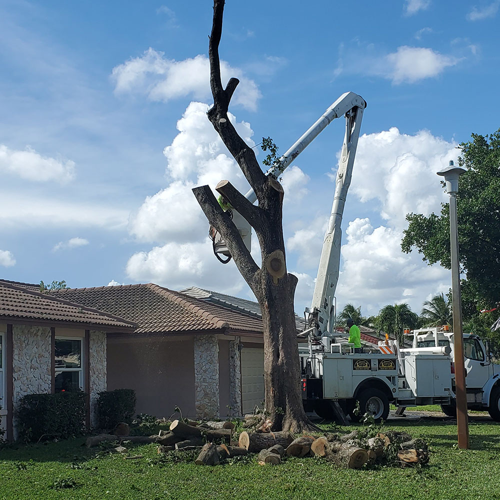 safely removing large trees