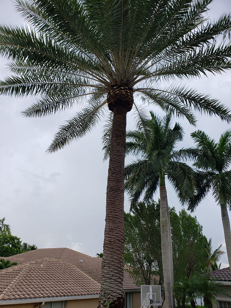 tree trimming of palms