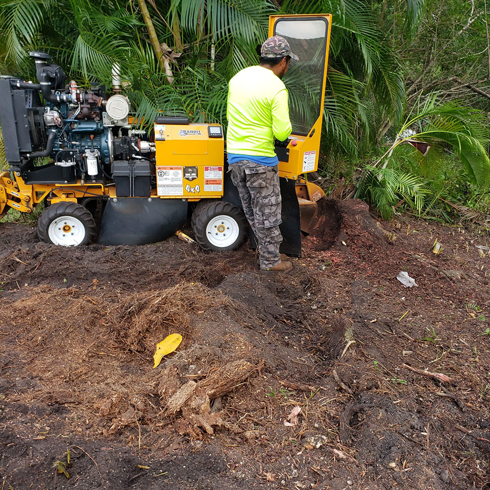 clean and cheap stump grinding services