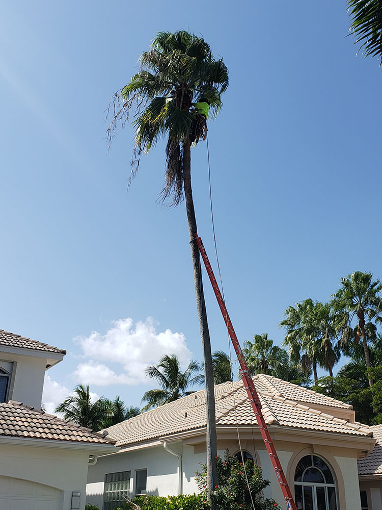 tall tree removal and triming