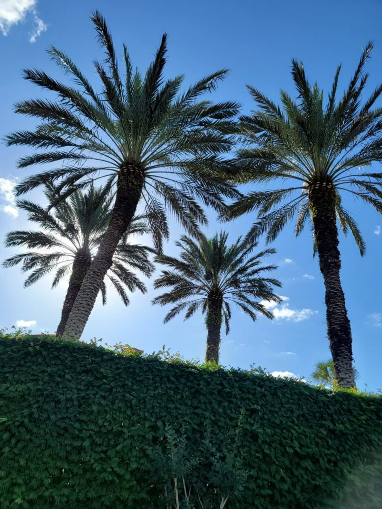high end palm tree service